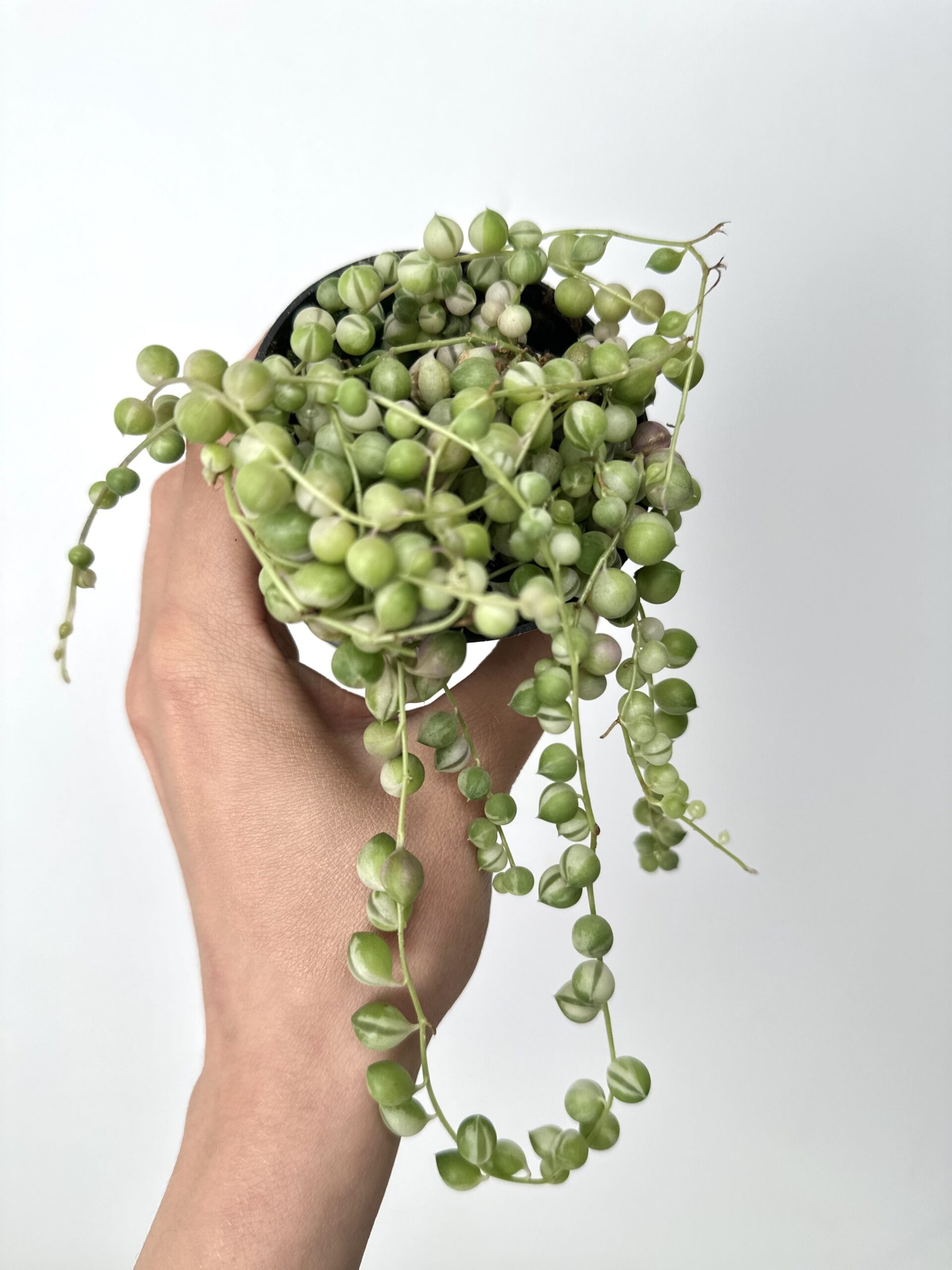 Senecio rowleyanus Variegata