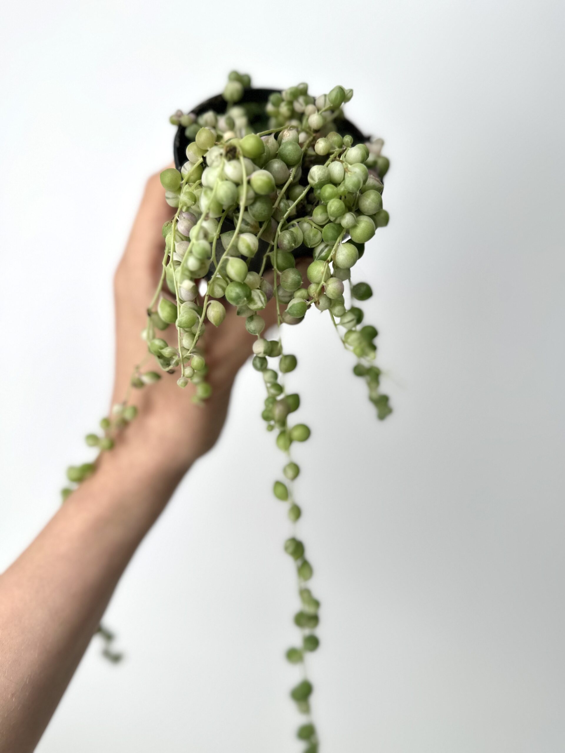 Senecio rowleyanus Variegata