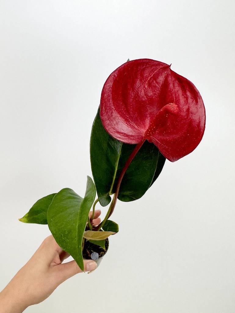 Anthurium Scherzerianum Bordowe S