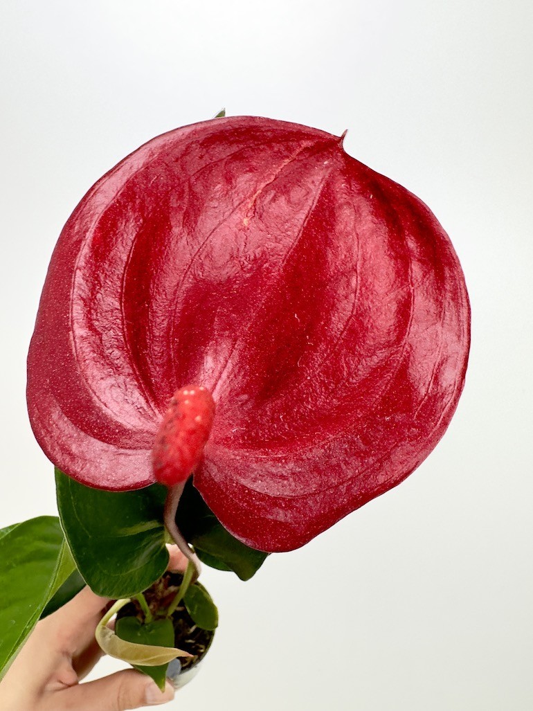 Anthurium Scherzerianum Bordowe S