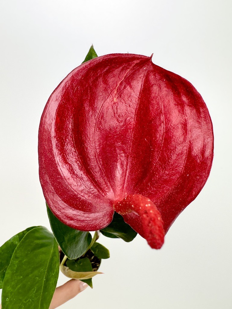 Anthurium Scherzerianum Bordowe S