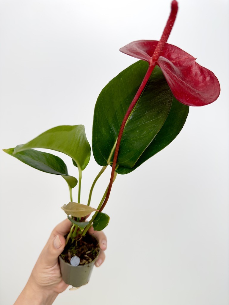 Anthurium Scherzerianum Bordowe S