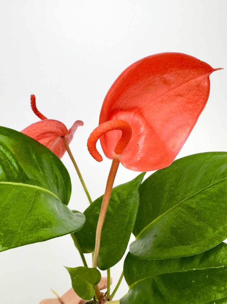 Anthurium Scherzerianum Czerwone S