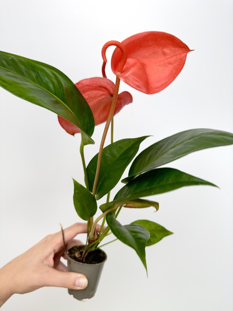 Anthurium Scherzerianum Czerwone S