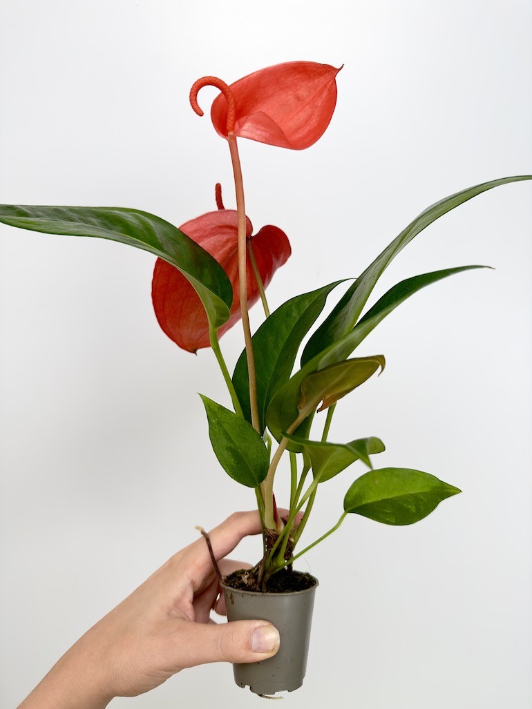 Anthurium Scherzerianum Czerwone S