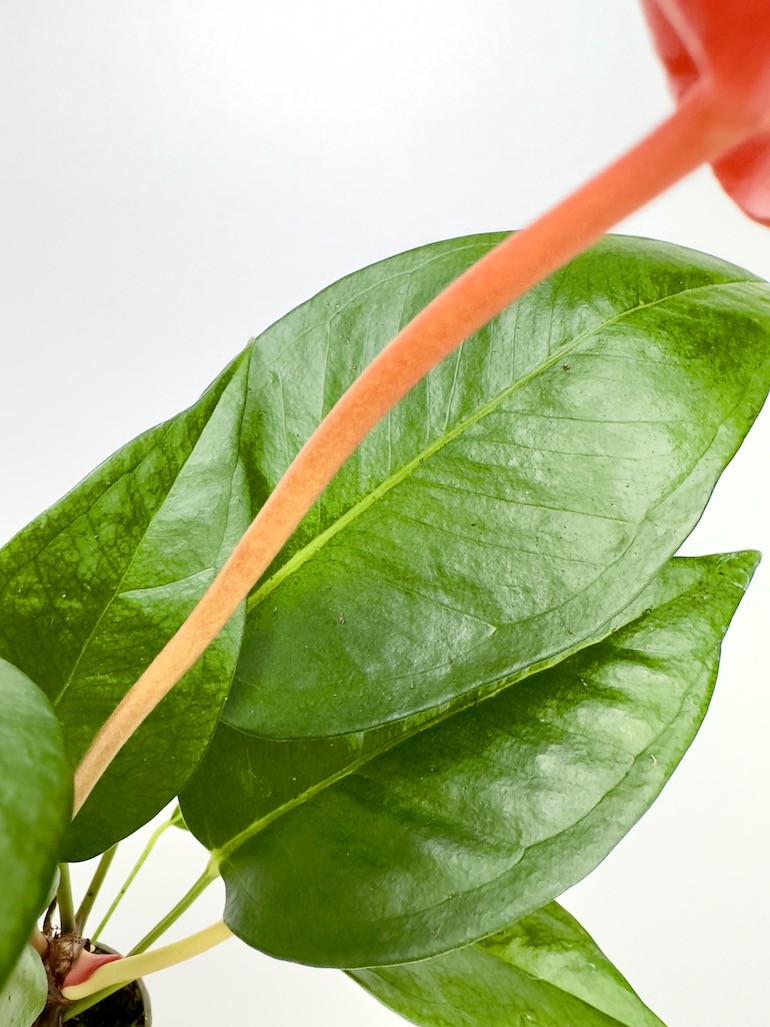 Anthurium Scherzerianum Czerwone S