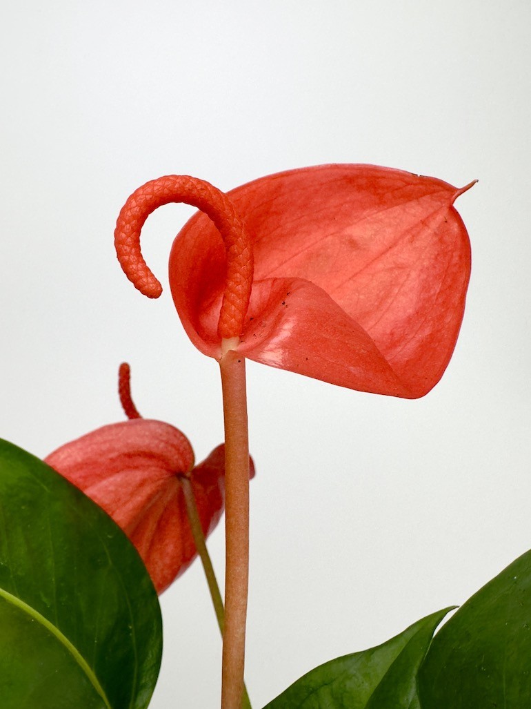 Anthurium Scherzerianum Czerwone S