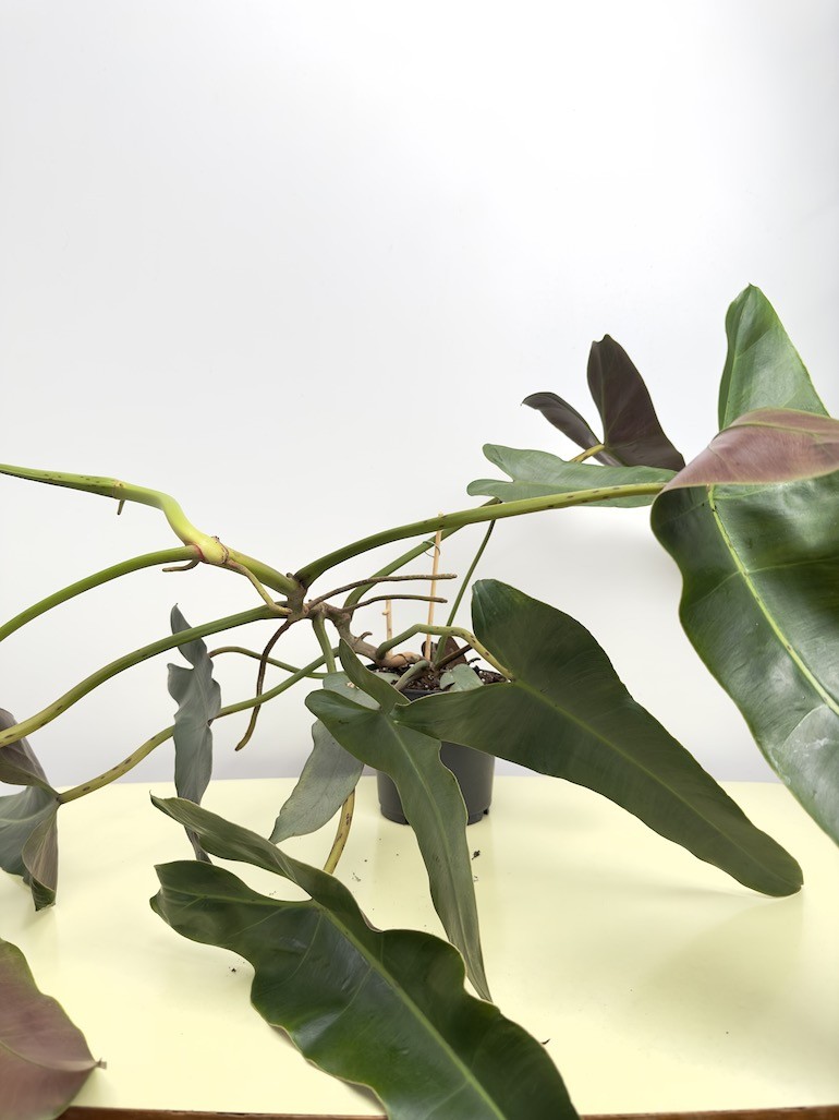 Philodendron Atabapoense (większy)