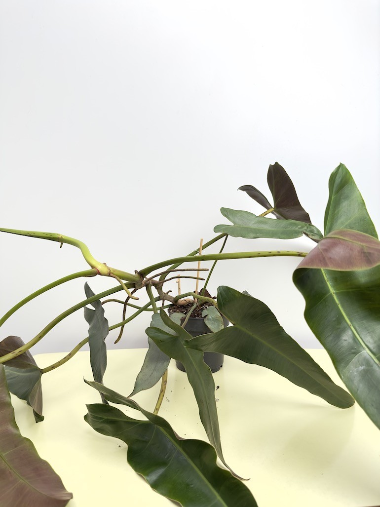Philodendron Atabapoense (większy)