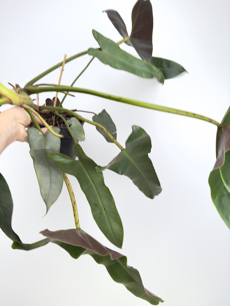 Philodendron Atabapoense (większy)