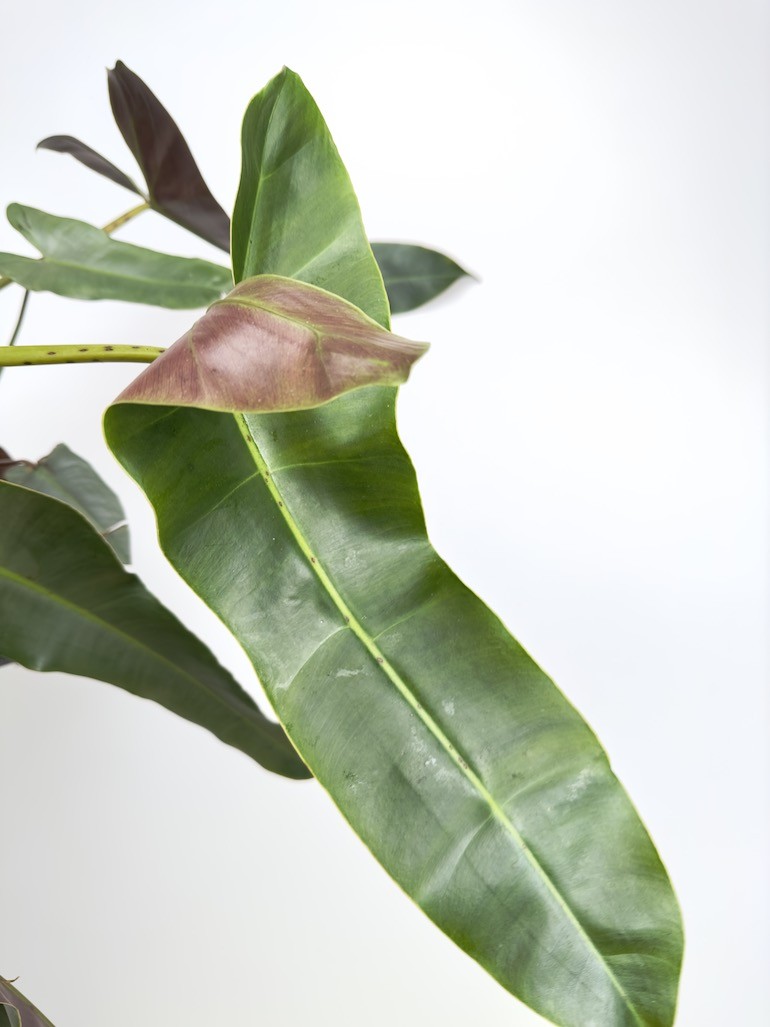 Philodendron Atabapoense (większy)