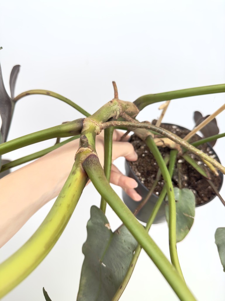 Philodendron Atabapoense (większy)