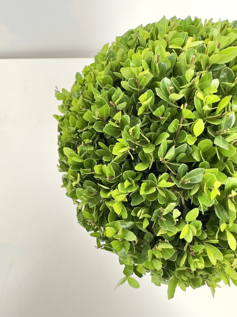 Ilex crenata ‘Luxus Globe’