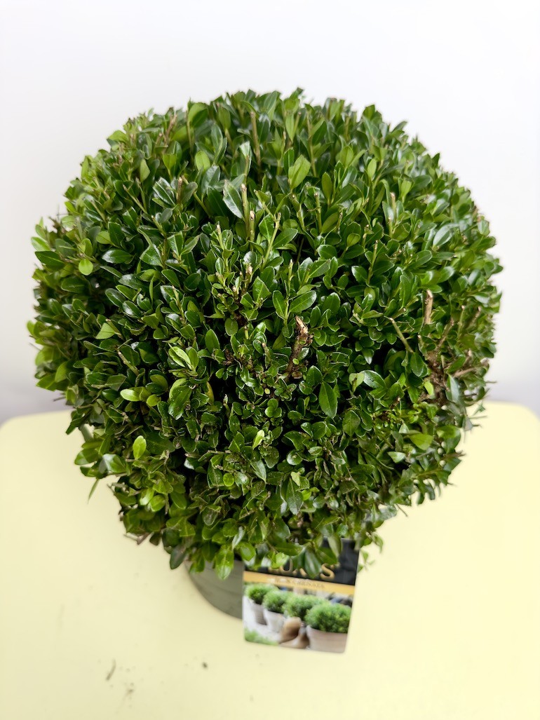 Ilex crenata ‘Luxus Globe’
