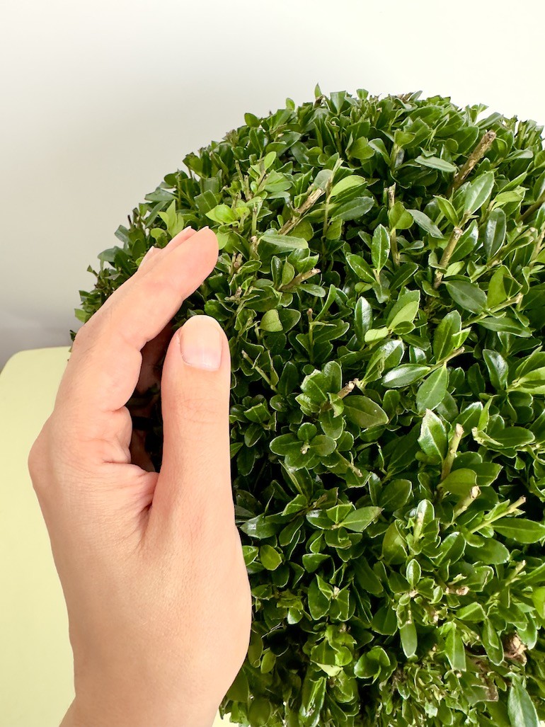 Ilex crenata ‘Luxus Globe’