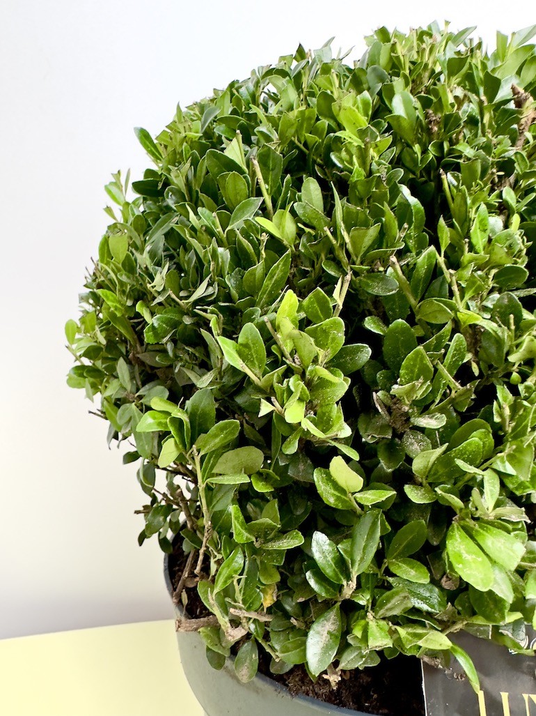 Ilex crenata ‘Luxus Globe’