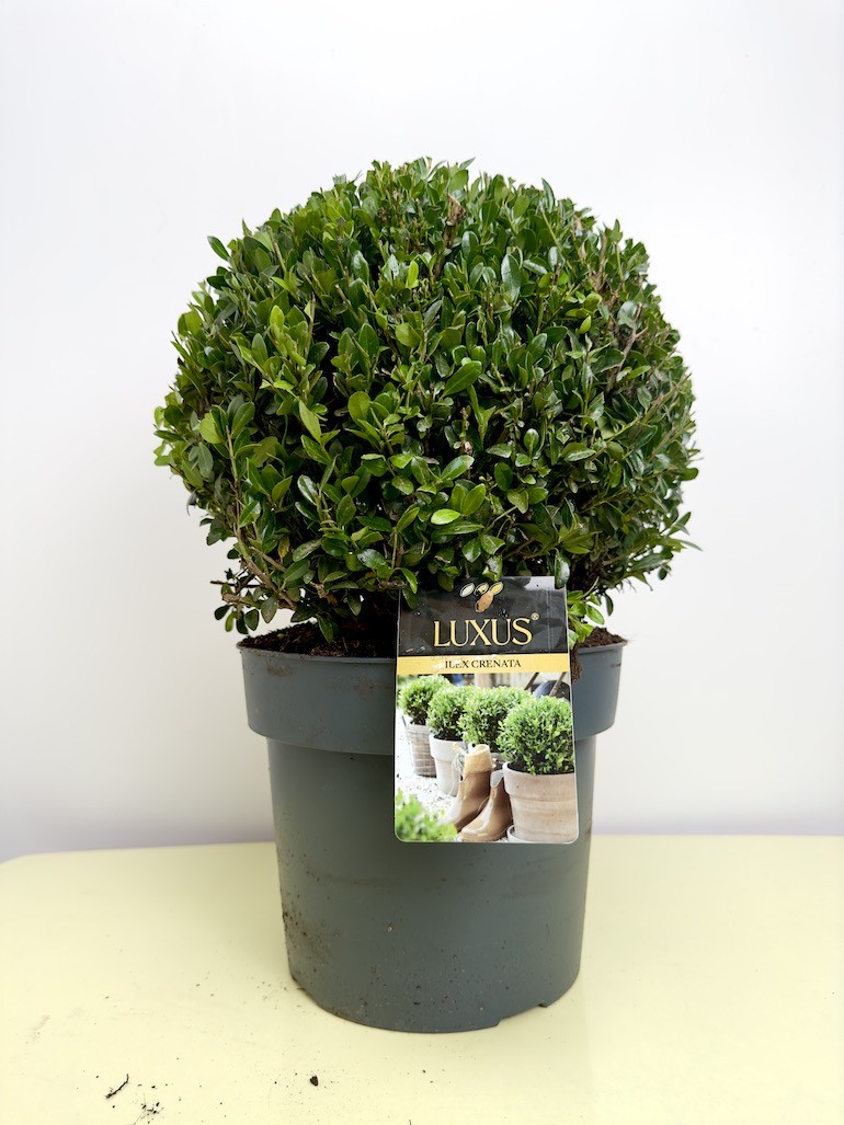 Ilex crenata ‘Luxus Globe’