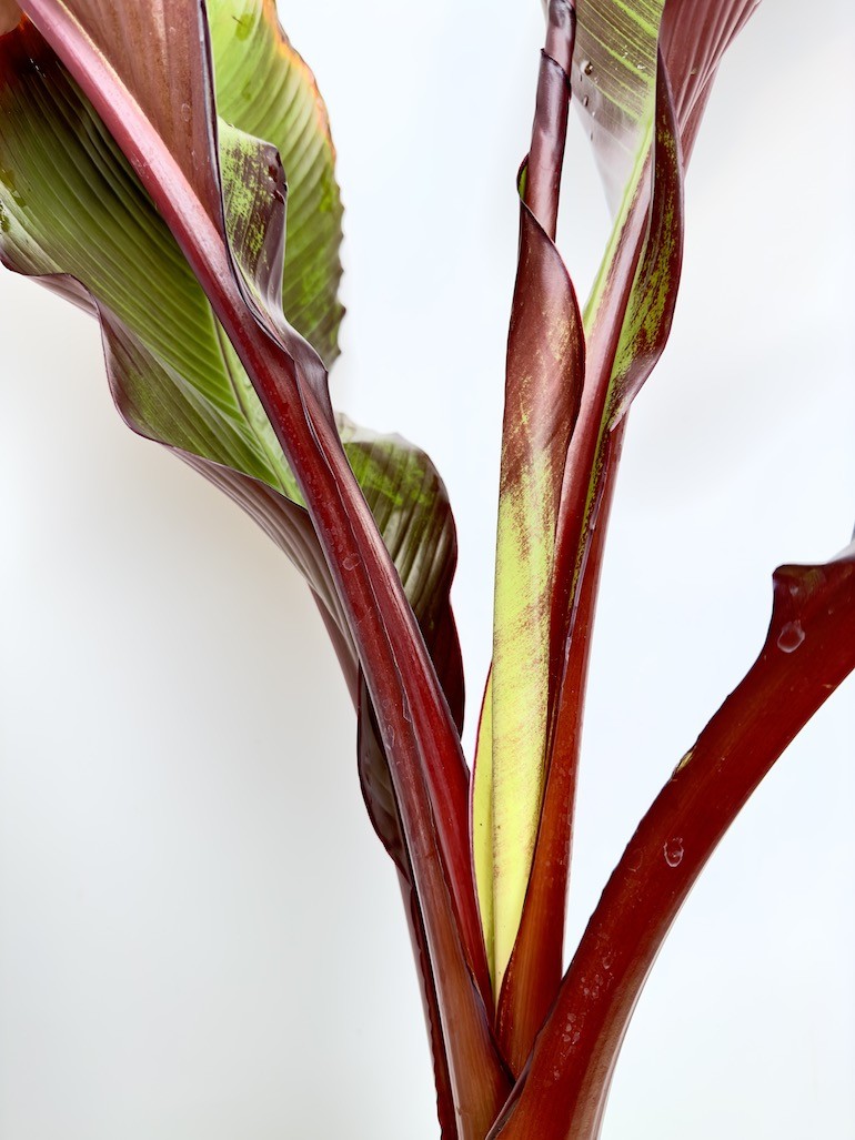 Musa Dwarf Cavendish – Piękna tropikalna roślina do twojego domu