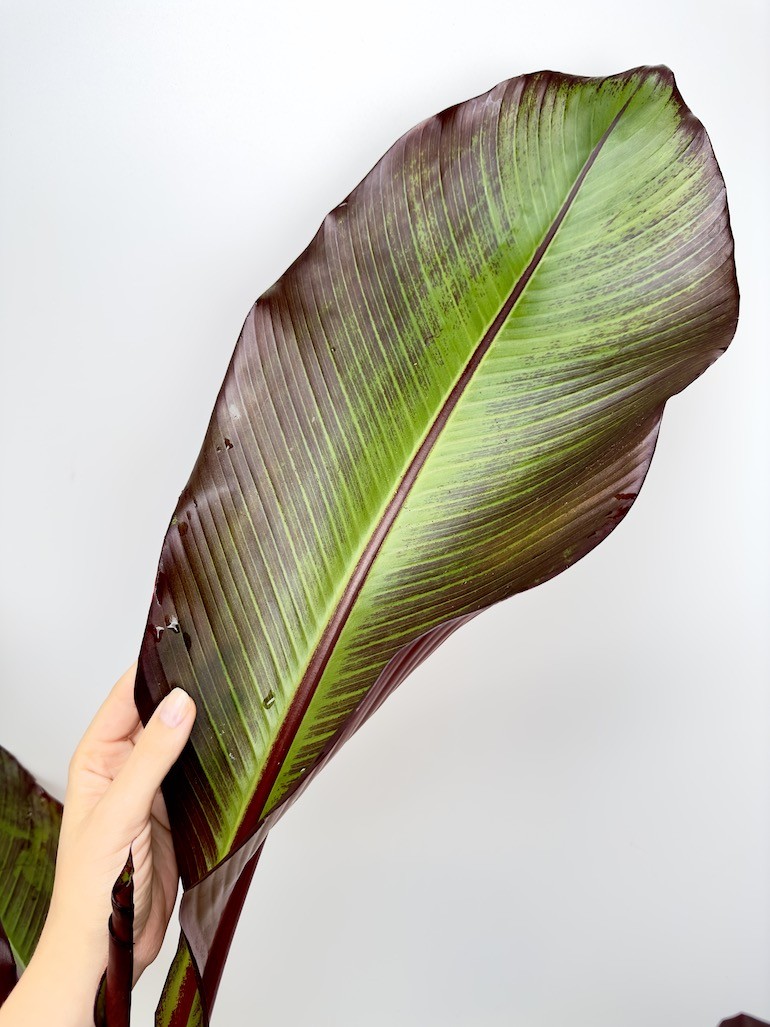 Musa Dwarf Cavendish – Piękna tropikalna roślina do twojego domu