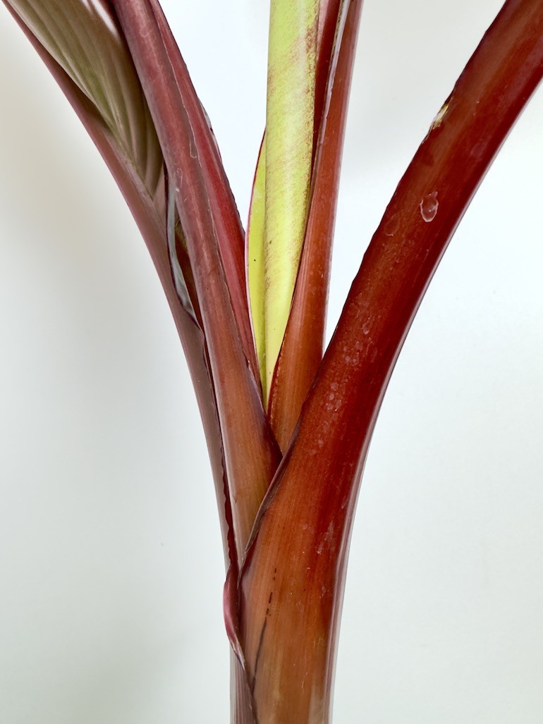 Musa Dwarf Cavendish – Piękna tropikalna roślina do twojego domu