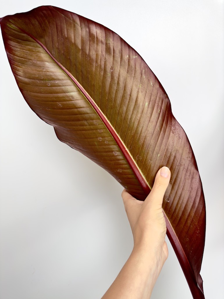 Musa Dwarf Cavendish – Piękna tropikalna roślina do twojego domu