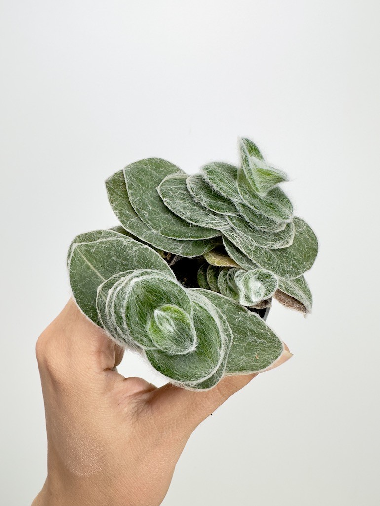 Tradescantia Sillamontana Brown Hill