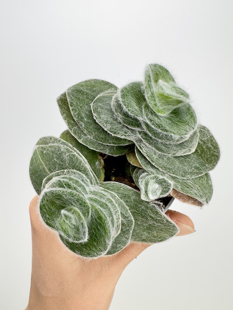 Tradescantia Sillamontana Brown Hill