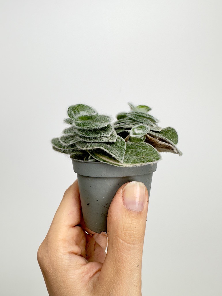 Tradescantia Sillamontana Brown Hill