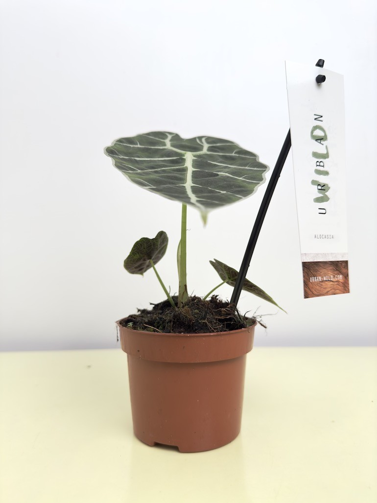 Alocasia Watsoniana