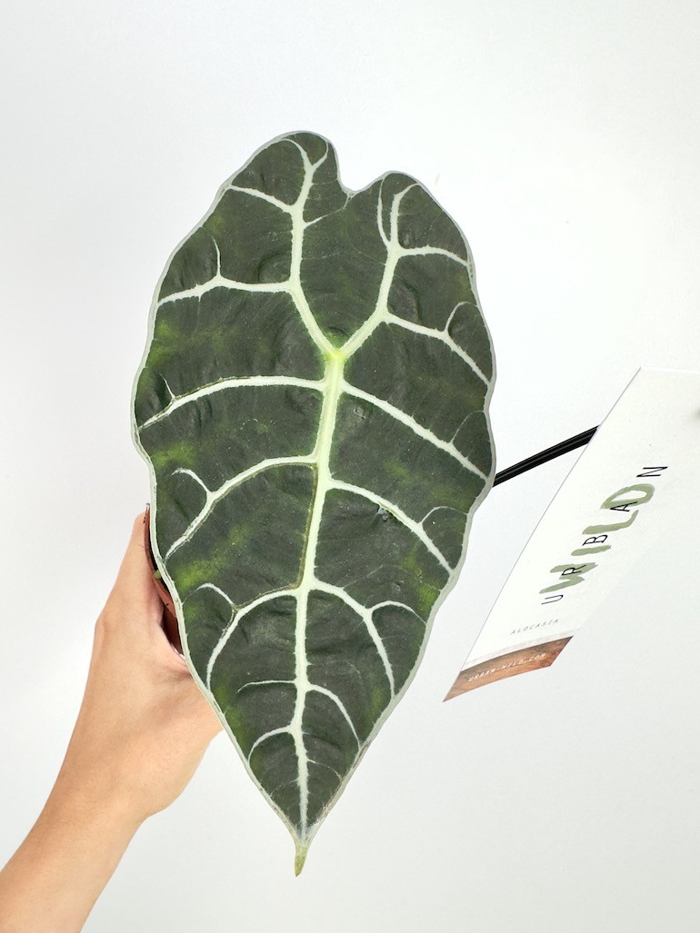 Alocasia Watsoniana