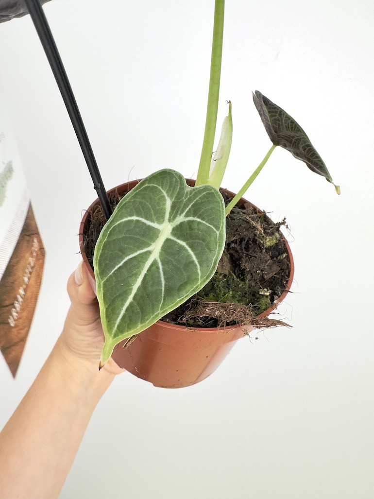 Alocasia Watsoniana
