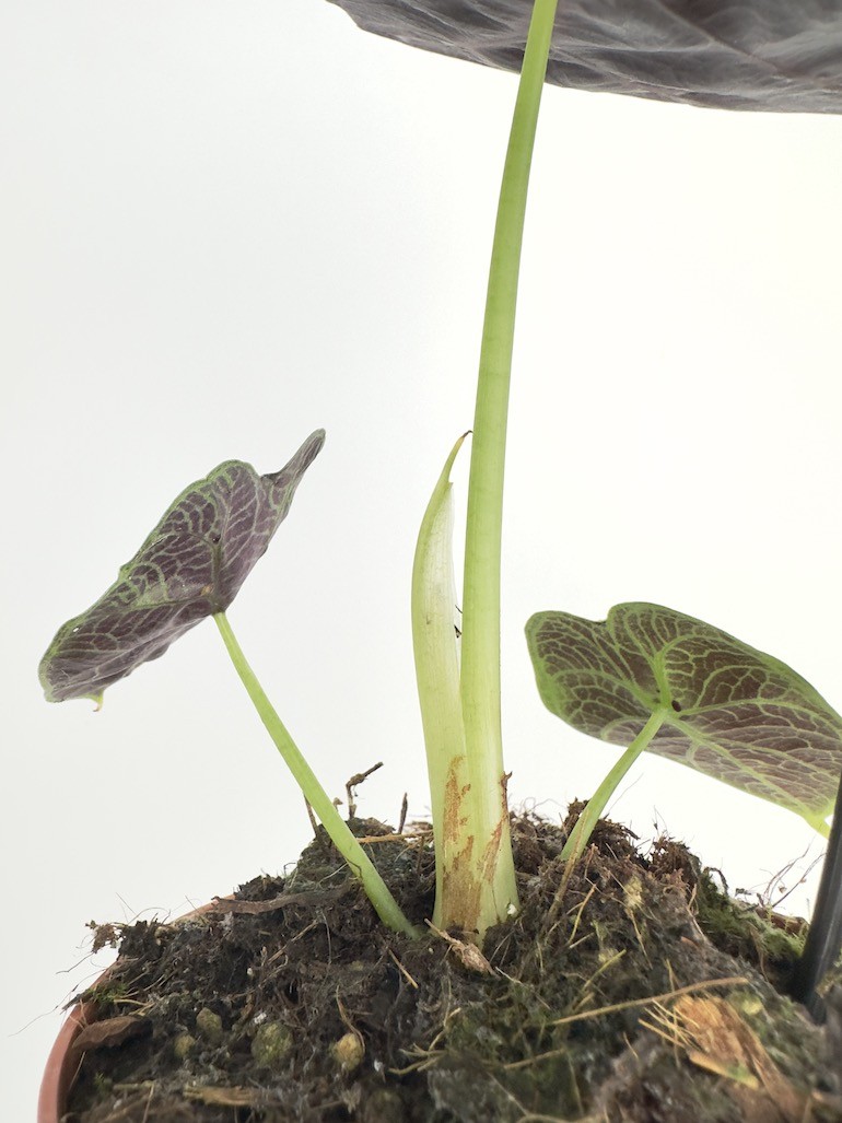 Alocasia Watsoniana