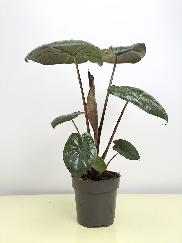 Alocasia Chocolate Green