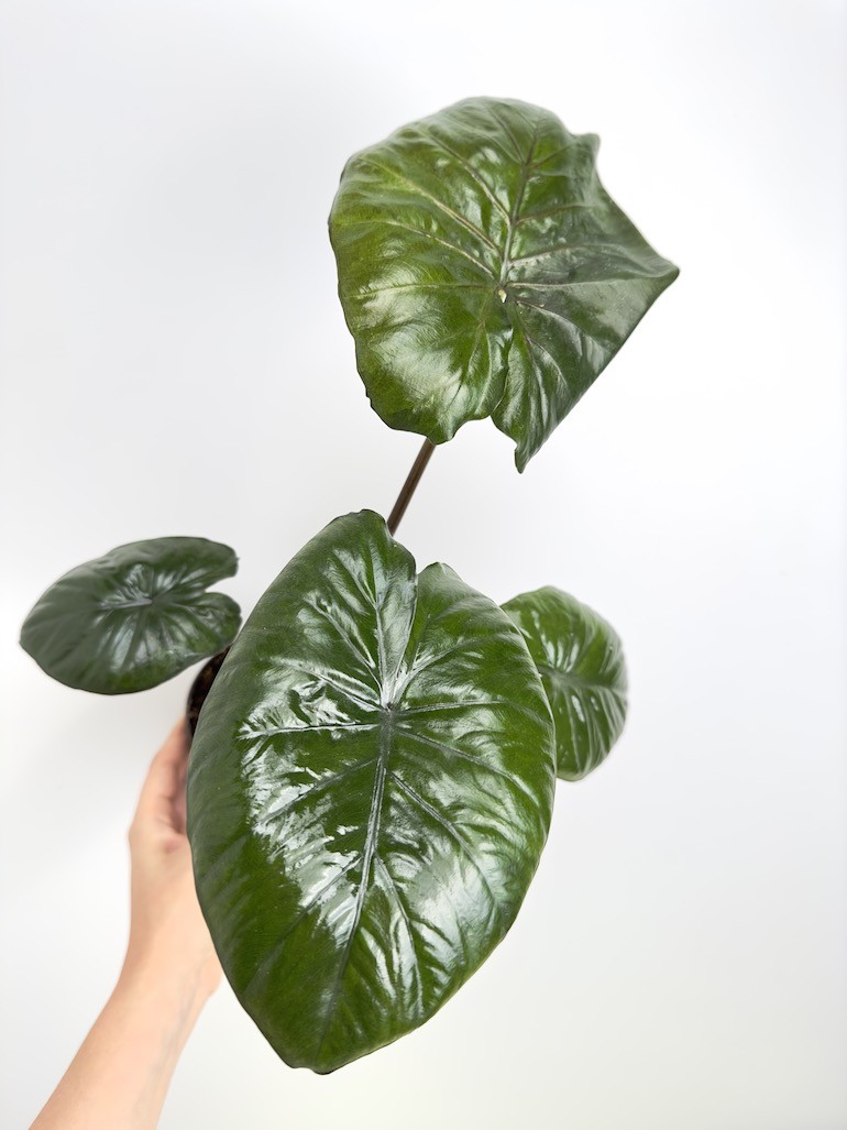 Alocasia Chocolate Green