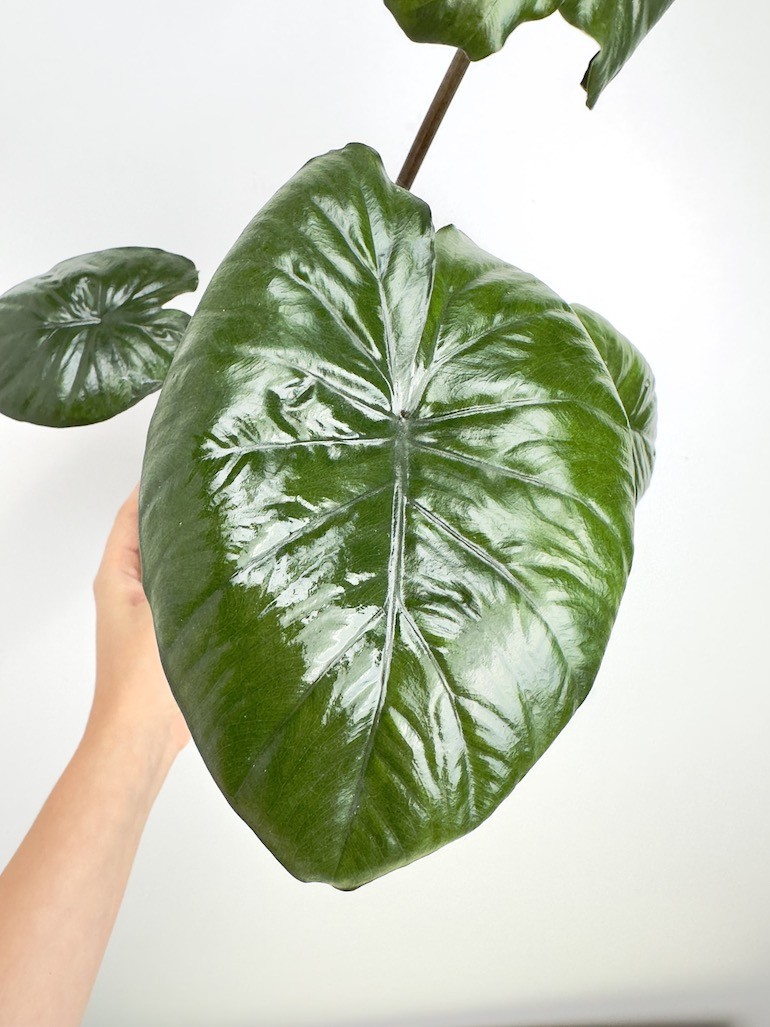 Alocasia Chocolate Green
