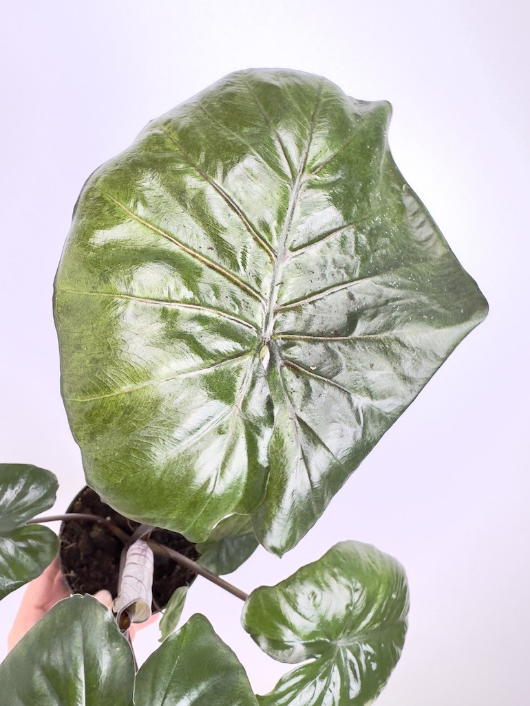 Alocasia Chocolate Green