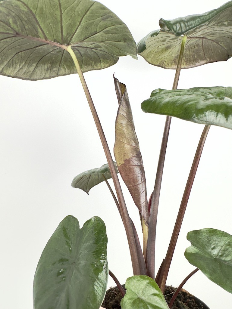 Alocasia Chocolate Green