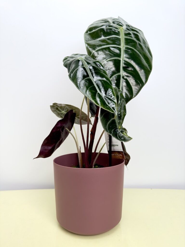 Alocasia Sedani Oczyszcza Powietrze
