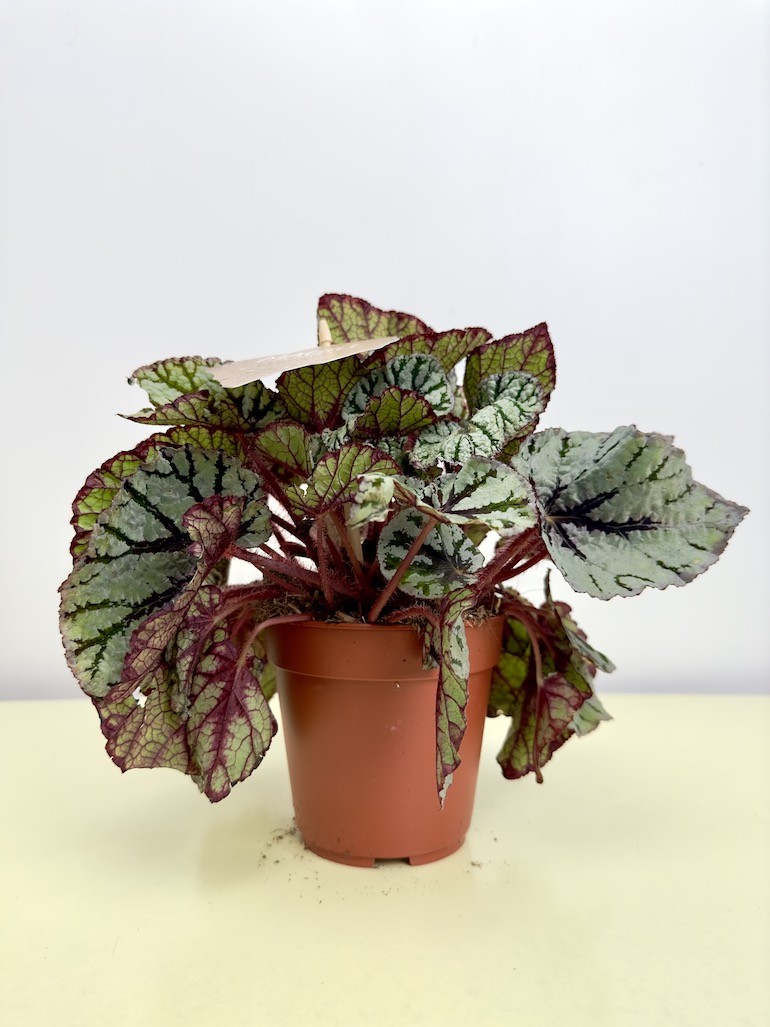 Begonia “Fedor”