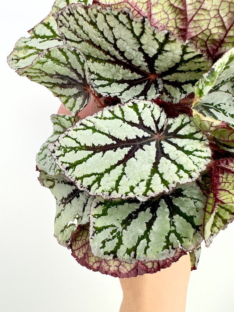 Begonia “Fedor”