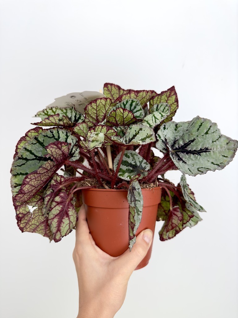 Begonia “Fedor”