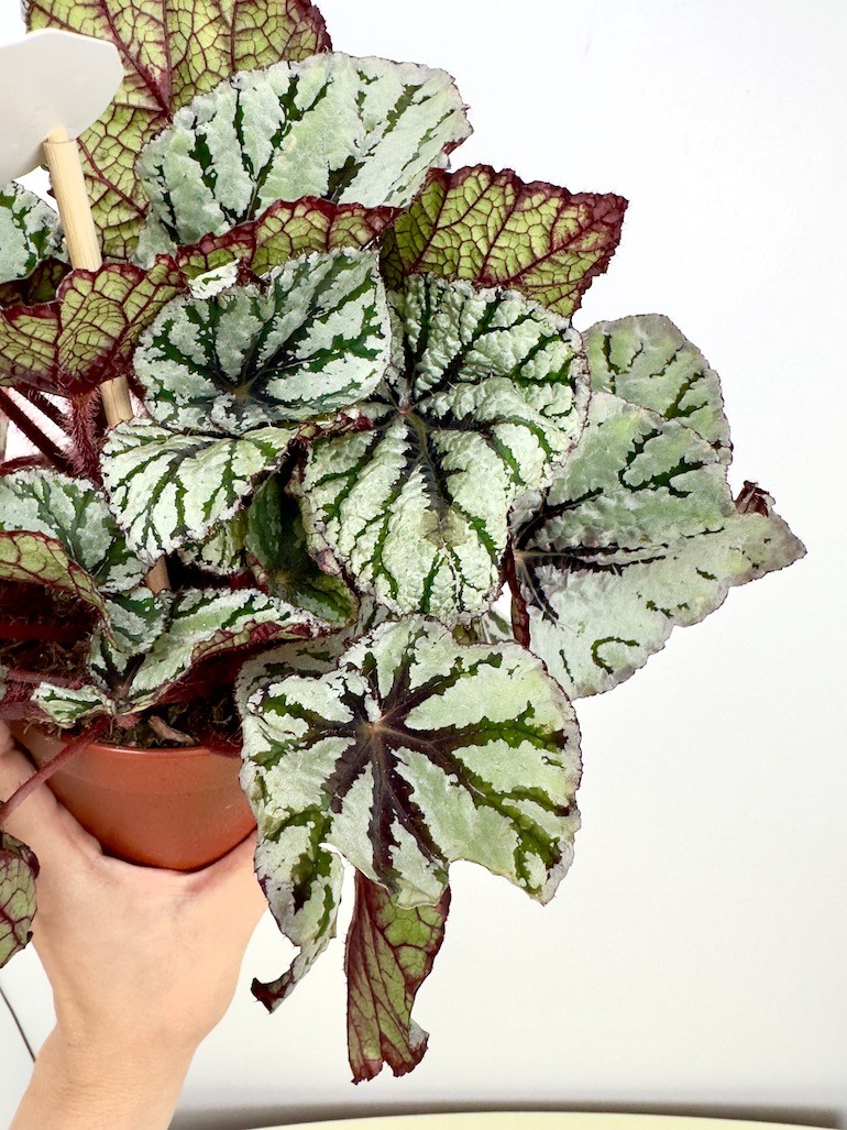 Begonia “Fedor”