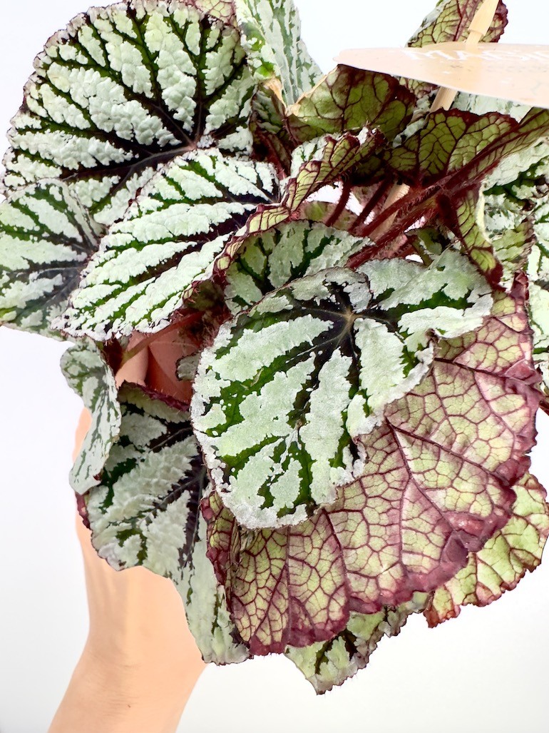 Begonia “Fedor”