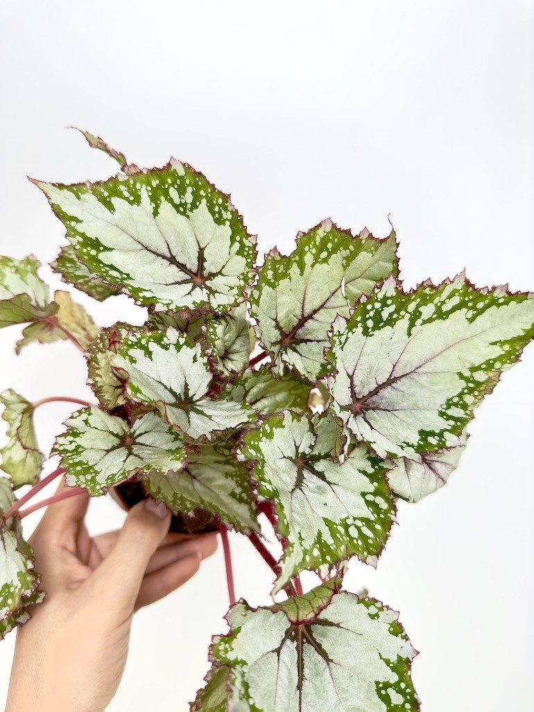 Begonia Asian Tundra