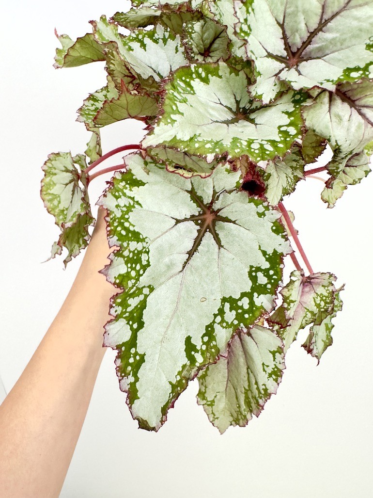 Begonia Asian Tundra