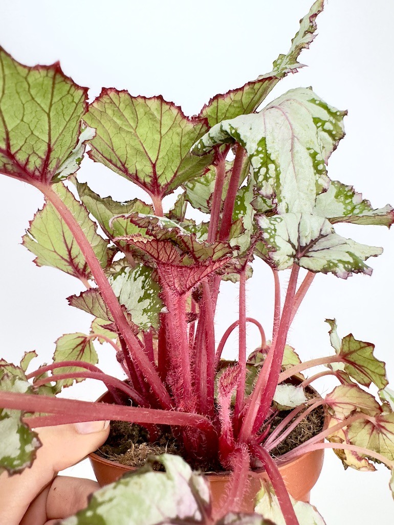 Begonia Asian Tundra