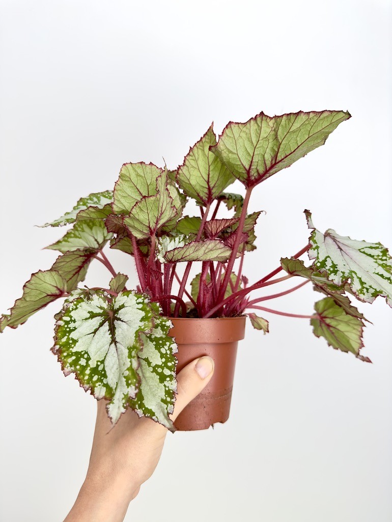 Begonia Asian Tundra