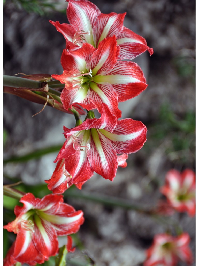 Amarylis Exotic Striped