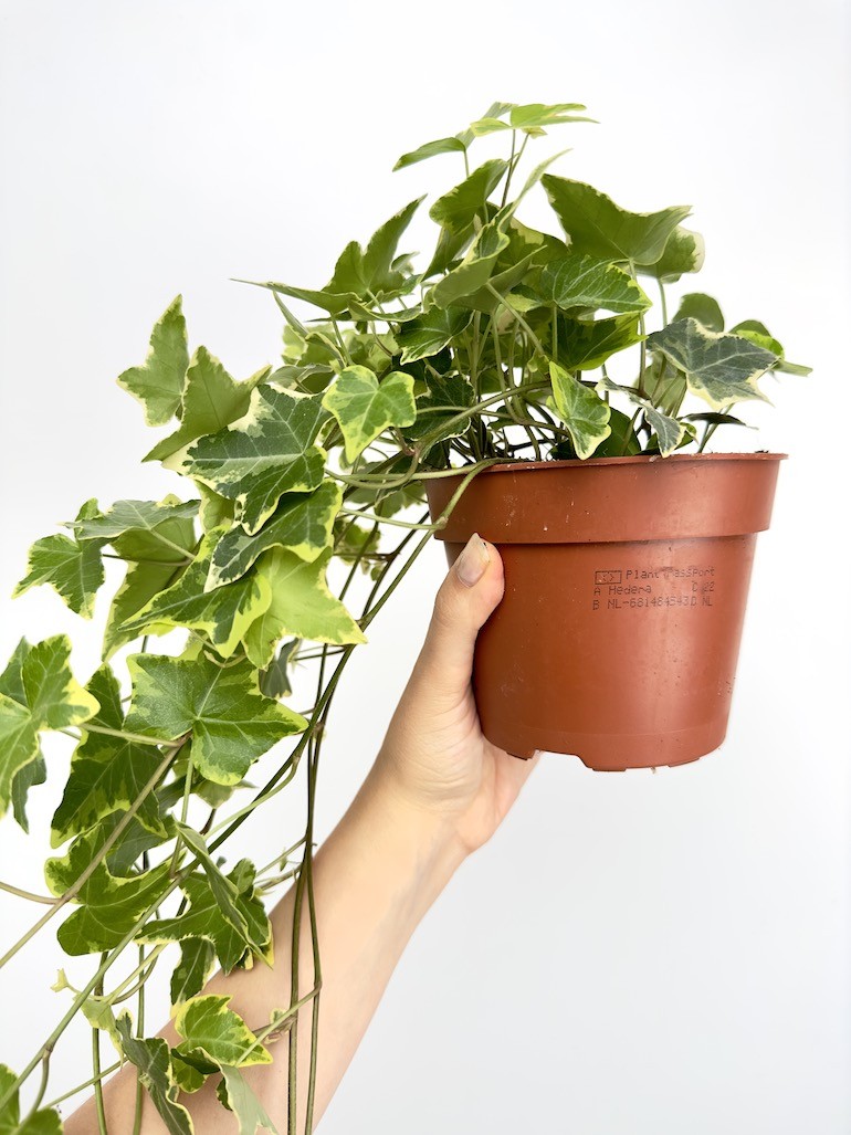 Bluszcz Hedera Helix Goldchild
