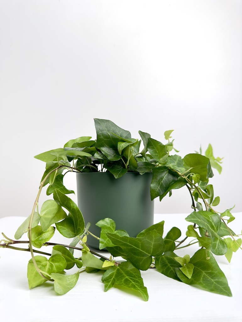 Hedera Mein Herz